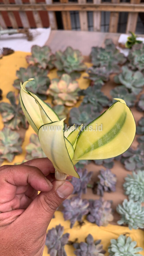 Sansevieria Futura Hendrika Golden Solid, real gallery image #13 plants. Picture taken directly from kaktus.id community Sansevieria farmer green houses.