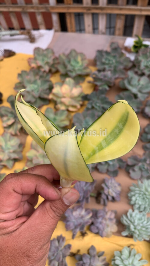 Sansevieria Futura Hendrika Golden Solid, real gallery image #11 plants. Picture taken directly from kaktus.id community Sansevieria farmer green houses.