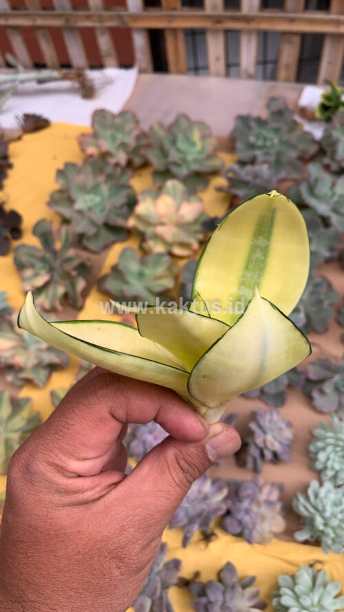 Sansevieria Futura Hendrika Golden Solid, real gallery image #5 plants. Picture taken directly from kaktus.id community Sansevieria farmer green houses.