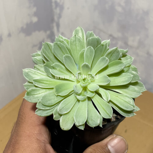 Echeveria Royal Chrysanthemum Double Head Variegated, real gallery image #1 plants. Picture taken directly from kaktus.id community Echeveria farmer green houses.