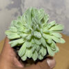 Echeveria Royal Chrysanthemum Double Head Variegated, real gallery image #2 plants. Picture taken directly from kaktus.id community Echeveria farmer green houses.