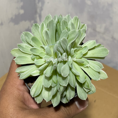 Echeveria Royal Chrysanthemum Double Head Variegated, real gallery image #3 plants. Picture taken directly from kaktus.id community Echeveria farmer green houses.