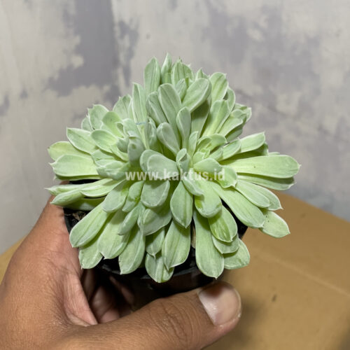 Echeveria Royal Chrysanthemum Double Head Variegated, real gallery image #4 plants. Picture taken directly from kaktus.id community Echeveria farmer green houses.