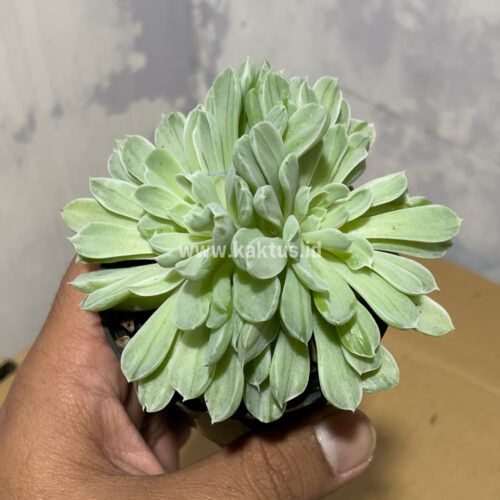 Echeveria Royal Chrysanthemum Double Head Variegated, real gallery image #5 plants. Picture taken directly from kaktus.id community Echeveria farmer green houses.