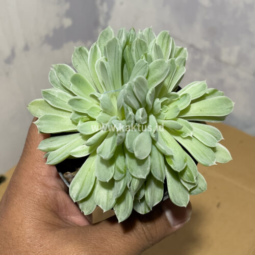 Echeveria Royal Chrysanthemum Double Head Variegated, real gallery image #6 plants. Picture taken directly from kaktus.id community Echeveria farmer green houses.