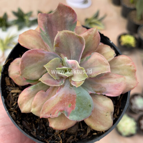 Echeveria Beyonce Chantilly, real gallery image #2 plants. Picture taken directly from kaktus.id community Echeveria farmer green houses.