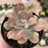 Echeveria Beyonce Chantilly, real gallery image #3 plants. Picture taken directly from kaktus.id community Echeveria farmer green houses.