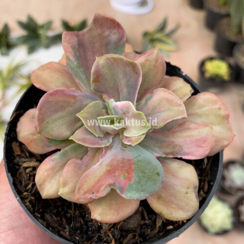 Echeveria Beyonce Chantilly, real gallery image #6 plants. Picture taken directly from kaktus.id community Echeveria farmer green houses.