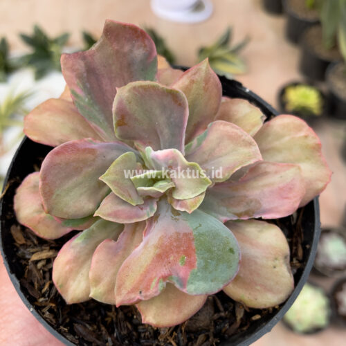 Echeveria Beyonce Chantilly, real gallery image #4 plants. Picture taken directly from kaktus.id community Echeveria farmer green houses.