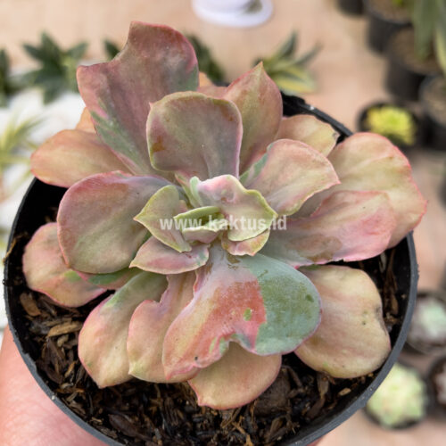 Echeveria Beyonce Chantilly, real gallery image #5 plants. Picture taken directly from kaktus.id community Echeveria farmer green houses.