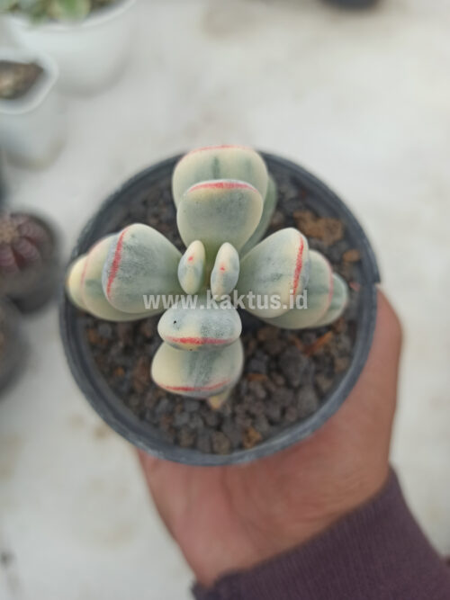 Cotyledon Orbiculata Variegated 'Unicorn Plant', real gallery image #3 plants. Picture taken directly from kaktus.id community Cotyledon farmer green houses.