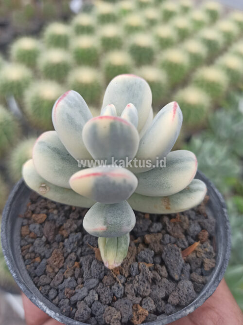 Cotyledon Orbiculata Variegated 'Unicorn Plant', real gallery image #2 plants. Picture taken directly from kaktus.id community Cotyledon farmer green houses.