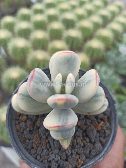 Cotyledon Orbiculata Variegated 'Unicorn Plant', real gallery image #1 plants. Picture taken directly from kaktus.id community Cotyledon farmer green houses.