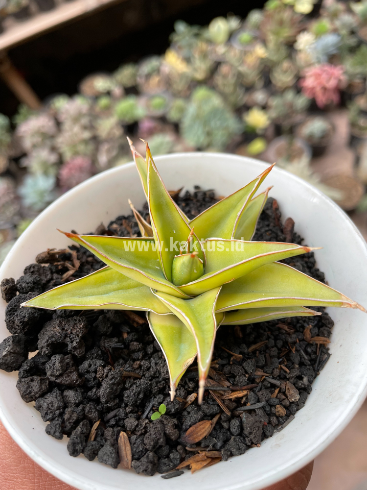 Sansevieria Lavranos 23251 Aurea Variegated (4 of 10