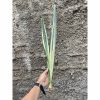 Sansevieria Bantel's Sensation Yellow, real feature image plant. Picture taken directly from kaktus.id community Sansevieria farmer green houses.