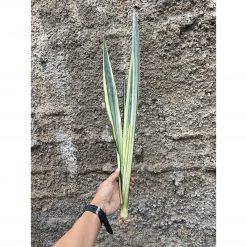 Sansevieria Bantel's Sensation Yellow, real feature image plant. Picture taken directly from kaktus.id community Sansevieria farmer green houses.