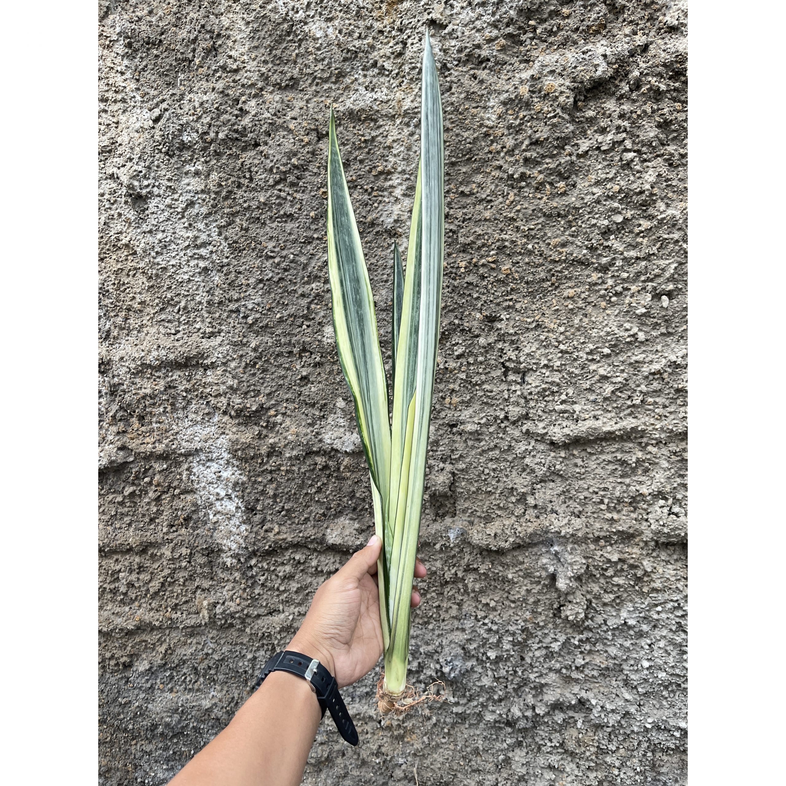 Sansevieria Bantel's Sensation Yellow