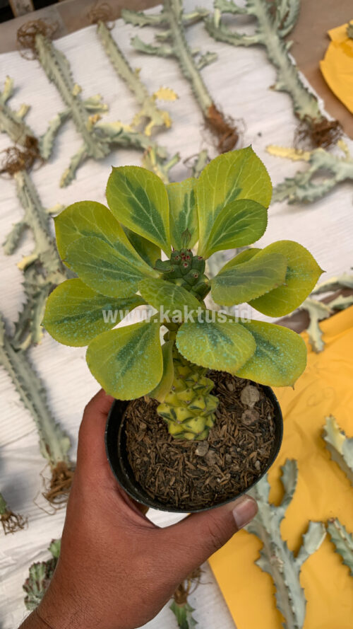 Monadenium Ritchiei Variegated, real gallery image #28 plants. Picture taken directly from kaktus.id community Monadenium farmer green houses.