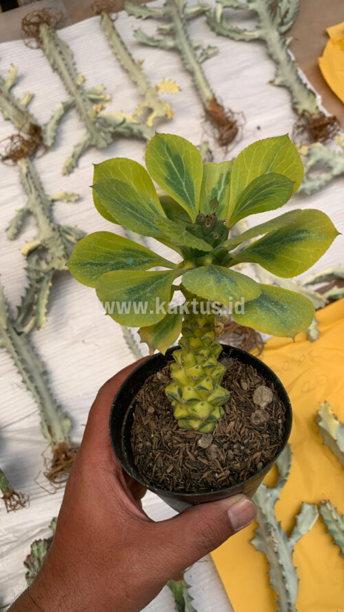 Monadenium Ritchiei Variegated, real gallery image #29 plants. Picture taken directly from kaktus.id community Monadenium farmer green houses.