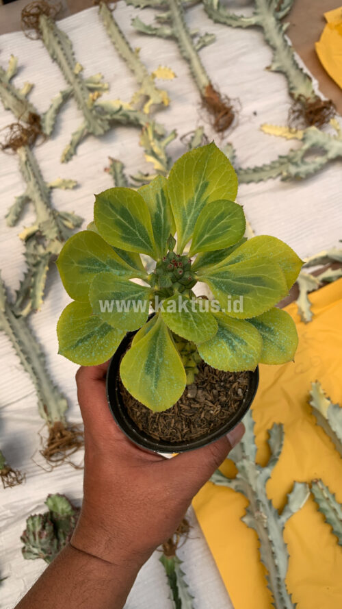Monadenium Ritchiei Variegated, real gallery image #27 plants. Picture taken directly from kaktus.id community Monadenium farmer green houses.