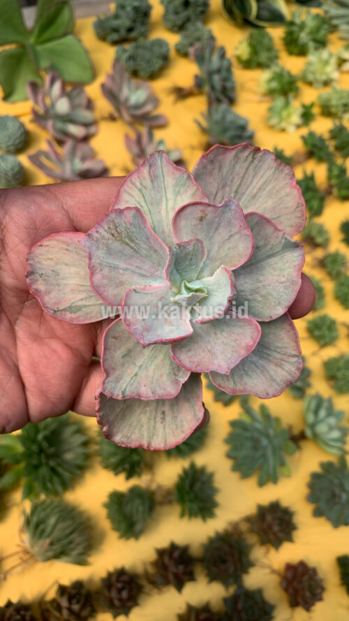 Echeveria Chantilly Hybrid, real gallery image #6 plants. Picture taken directly from kaktus.id community Echeveria farmer green houses.