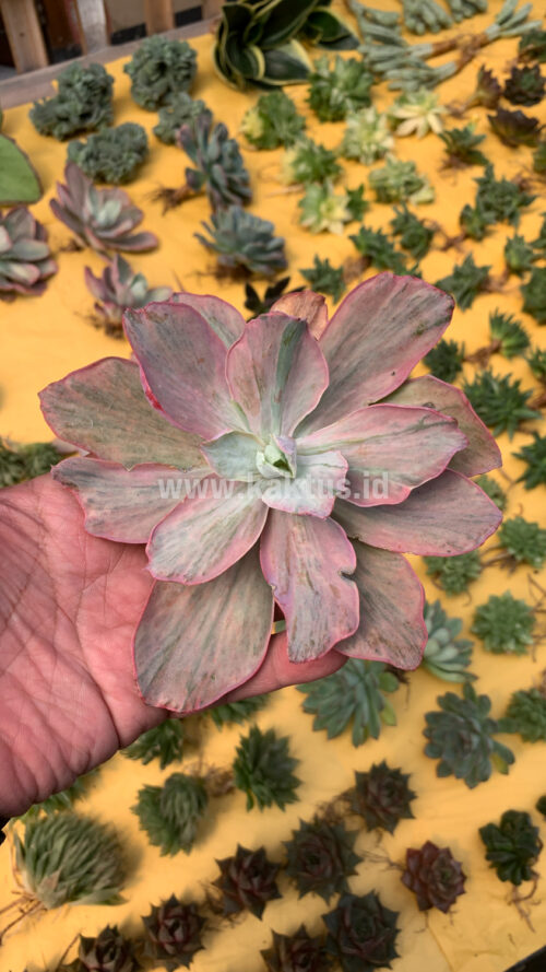 Echeveria Chantilly Hybrid, real gallery image #4 plants. Picture taken directly from kaktus.id community Echeveria farmer green houses.