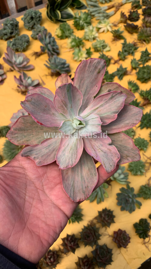 Echeveria Chantilly Hybrid, real gallery image #3 plants. Picture taken directly from kaktus.id community Echeveria farmer green houses.