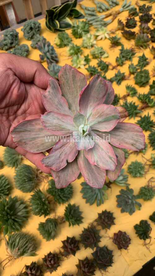 Echeveria Chantilly Hybrid, real gallery image #2 plants. Picture taken directly from kaktus.id community Echeveria farmer green houses.