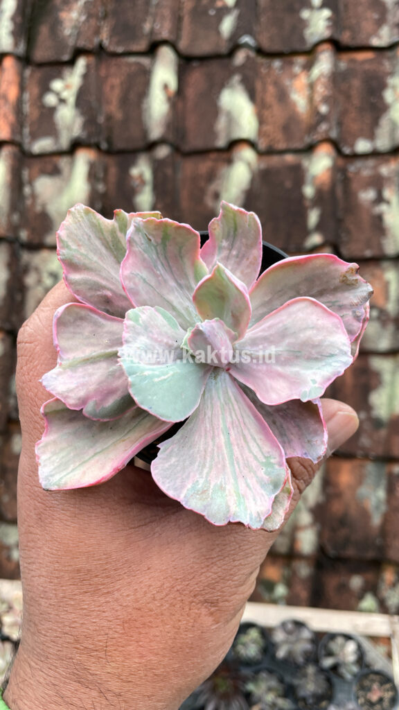 kaktus.id