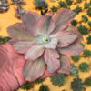 Echeveria Chantilly Hybrid, real feature image plant. Picture taken directly from kaktus.id community Echeveria farmer green houses.