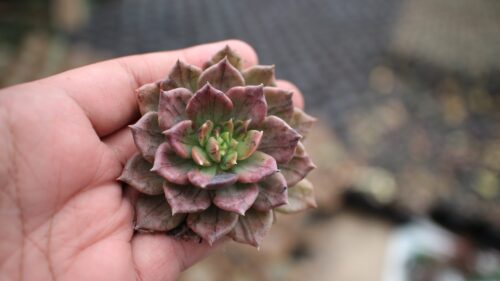 Echeveria Silver Prince, real gallery image #22 plants. Picture taken directly from kaktus.id community Echeveria farmer green houses.