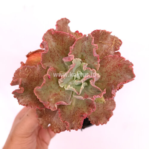 Echeveria Cleopatra, real gallery image #12 plants. Picture taken directly from kaktus.id community Echeveria farmer green houses.