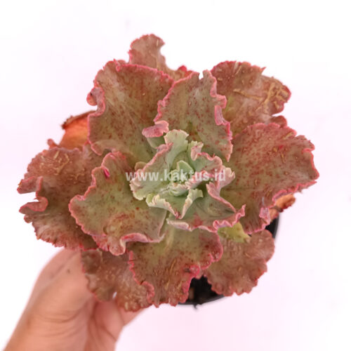 Echeveria Cleopatra, real gallery image #10 plants. Picture taken directly from kaktus.id community Echeveria farmer green houses.