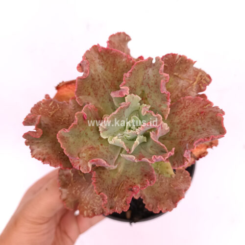 Echeveria Cleopatra, real gallery image #11 plants. Picture taken directly from kaktus.id community Echeveria farmer green houses.