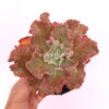 Echeveria Cleopatra, real gallery image #2 plants. Picture taken directly from kaktus.id community Echeveria farmer green houses.