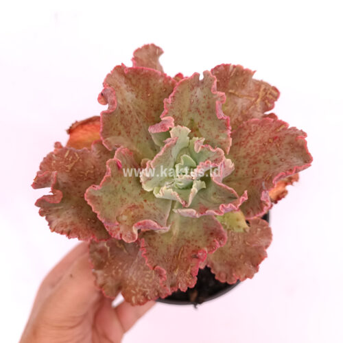 Echeveria Cleopatra, real gallery image #3 plants. Picture taken directly from kaktus.id community Echeveria farmer green houses.