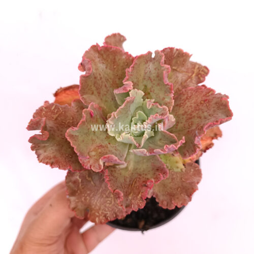 Echeveria Cleopatra, real gallery image #4 plants. Picture taken directly from kaktus.id community Echeveria farmer green houses.