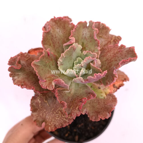 Echeveria Cleopatra, real gallery image #5 plants. Picture taken directly from kaktus.id community Echeveria farmer green houses.
