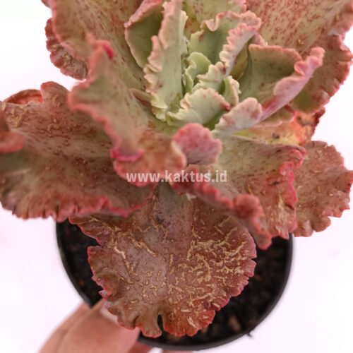 Echeveria Cleopatra, real gallery image #1 plants. Picture taken directly from kaktus.id community Echeveria farmer green houses.
