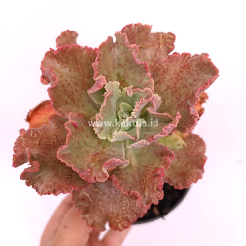 Echeveria Cleopatra, real gallery image #6 plants. Picture taken directly from kaktus.id community Echeveria farmer green houses.