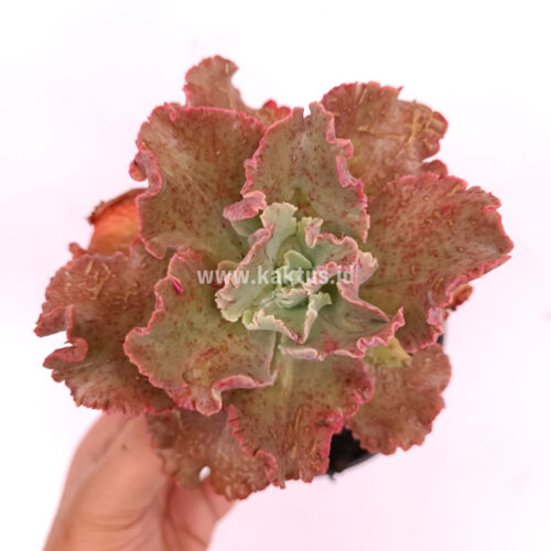 Echeveria Cleopatra, real gallery image #7 plants. Picture taken directly from kaktus.id community Echeveria farmer green houses.