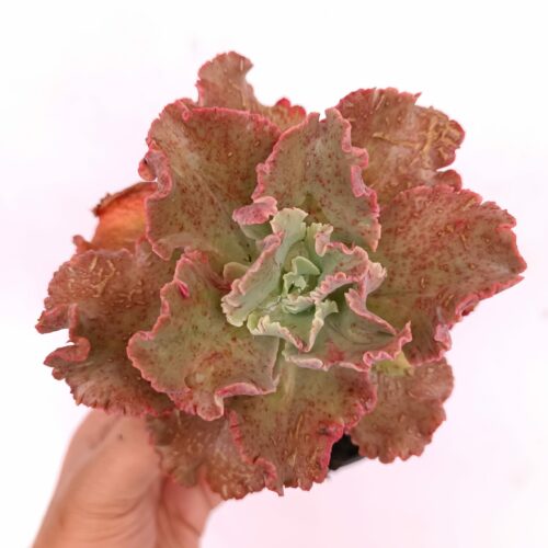 Echeveria Cleopatra, real gallery image #13 plants. Picture taken directly from kaktus.id community Echeveria farmer green houses.