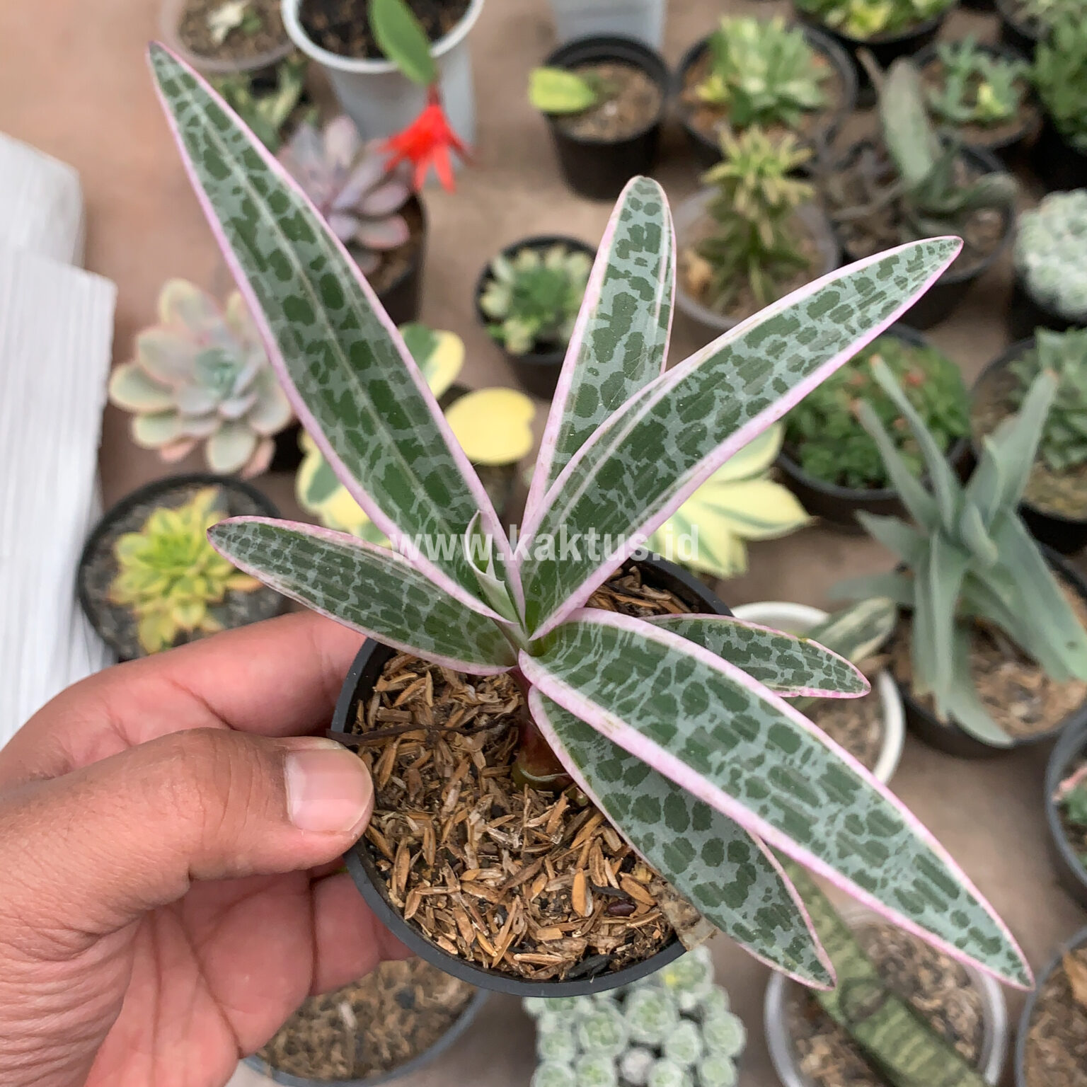 Ledebouria Socialis Pink Variegated, real gallery image #8 plants. Picture taken directly from kaktus.id community Ledebouria farmer green houses.