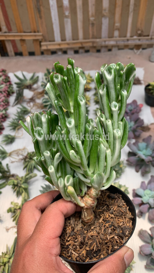 Crassula Ovata ‘Gollum' Silver Variegated, real gallery image #5 plants. Picture taken directly from kaktus.id community Crassula farmer green houses.