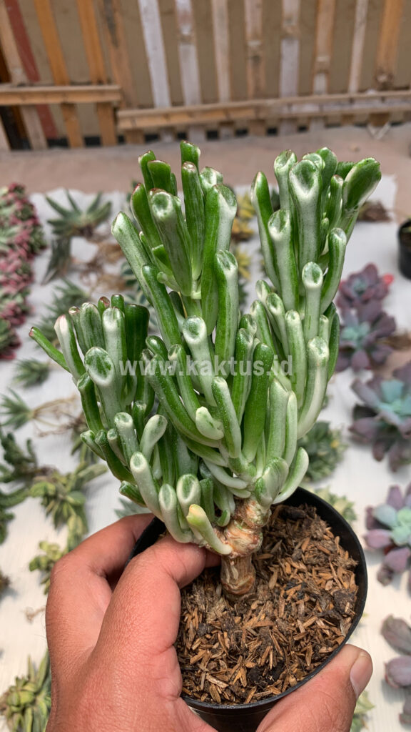 kaktus.id