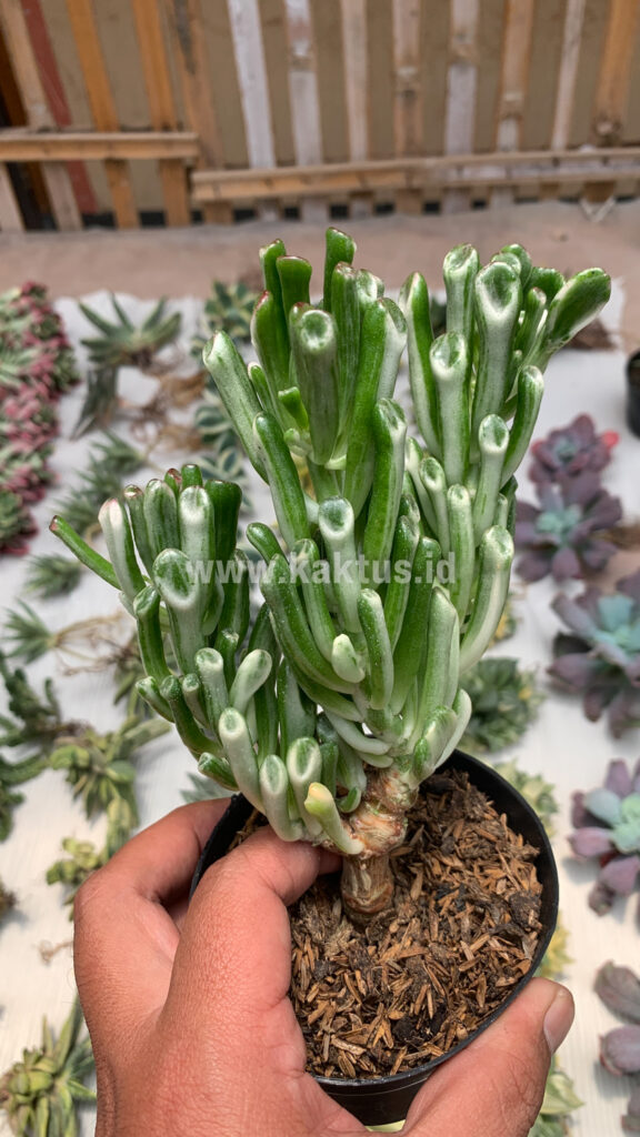 kaktus.id