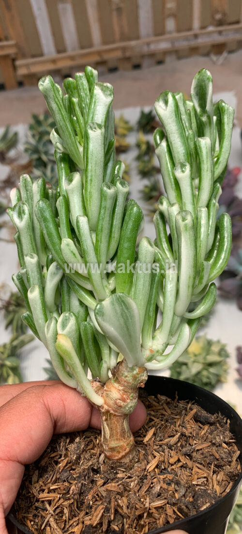 Crassula Ovata ‘Gollum' Silver Variegated, real gallery image #2 plants. Picture taken directly from kaktus.id community Crassula farmer green houses.