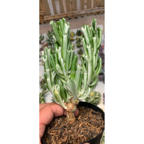 350. Crassula Ovata ‘Gollum' Silver Variegated ( Appendix II – Special Permit Needed* )