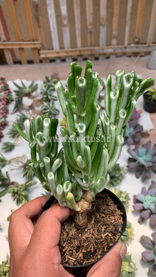 Crassula Ovata ‘Gollum' Silver Variegated, real gallery image #1 plants. Picture taken directly from kaktus.id community Crassula farmer green houses.
