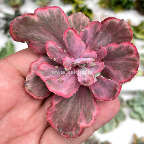 Echeveria Red Chantilly Dragon Fin, real gallery image #3 plants. Picture taken directly from kaktus.id community Echeveria farmer green houses.